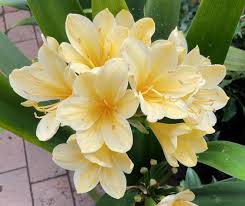 Light Yellow Natal Lily Flower Seeds for Planting | Heirloom Non-GMO Organic Garden Seeds