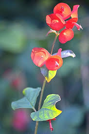 Heirloom Holmskioldia Flower Seeds – Non-GMO, High Germination Organic Garden Seeds