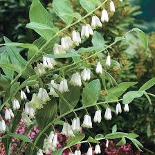 Polygonatum Flower Seeds for Planting – Heirloom, Non-GMO, High Germination Organic Garden Seeds
