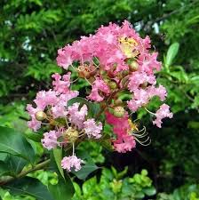 Pink Crape Myrtle Flower Seeds for Planting Heirloom Non-GMO High Germination Organic Garden Seeds