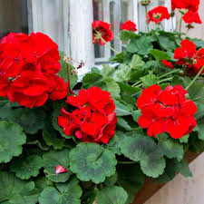 Red Geranium Flower Seeds for Planting – Heirloom, Non-GMO Vibrant Organic Garden Seeds
