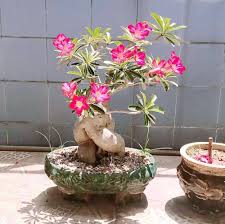 Heirloom Caudex Flower Seeds – Non-GMO, High Germination Organic Garden Seeds