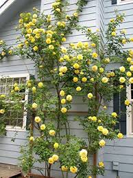 Yellow Climbing Rose Flower Seeds for Planting – Heirloom, Non-GMO, Perfect for Borders Organic Garden Seeds