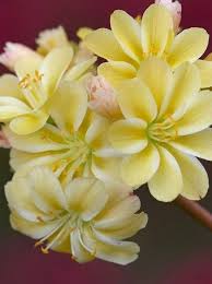 Lewisia Flower Seeds for Planting | Long Bloom Season | Heirloom Non-GMO High Germination Seeds