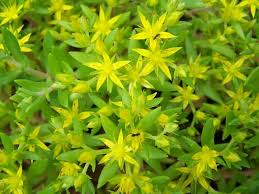 Yellow Moss Stonecrop Flower Seeds for Planting – Heirloom, Non-GMO, Seasonal Organic Garden Seeds
