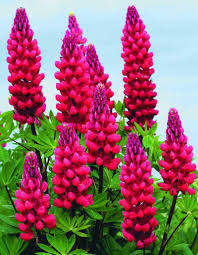 Red Lupin Flower Seeds for Planting – Hardy Variety, Heirloom, Non-GMO Seeds for Home Garden