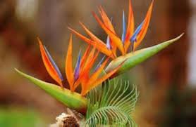 Orange Blue Strelitzia Reginae Flower Seeds for Planting – Easy to Grow, Heirloom, Non-GMO & High Germination Seeds