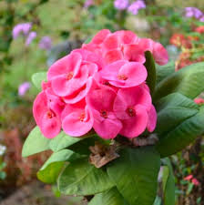 Light Pink Euphorbia Milii Flower Seeds for Planting – Heirloom, Non-GMO Border-Perfect Organic Garden Seeds