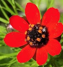 Adonis Flower Seeds for Planting | Heirloom Non-GMO High Germination Organic Garden Seeds