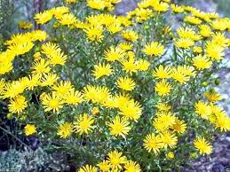 Yellow Erigeron Flower Seeds for Planting – Heirloom, Non-GMO, Colorful Display, High Germination