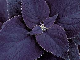 Black Coleus Flower Seeds for Planting – Heirloom, Non-GMO, Drought-Tolerant High Germination Garden Seeds