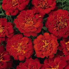 Red Marigold Flower Seeds for Planting – Heirloom, Non-GMO, Cut Flower Favorite Organic Garden Seeds