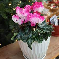 Pink & White Cyclamen Seeds – Heirloom, Non-GMO, Elegant Winter Flowers for Indoor & Outdoor Planting