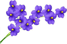 Alyssum Royal Carpet Flower Seeds – Heirloom, Non-GMO, Seasonal Bloomer Organic Seeds for Planting