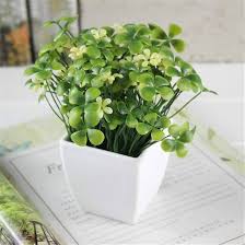 Mini Four Leaf Clover Flower Seeds for Planting – Heirloom, Non-GMO, High Germination Organic Garden Seeds