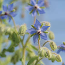 Blue Borage Flower Seeds for Planting – Heirloom, Non-GMO, High Germination Organic Garden Seeds