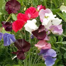 Sweet Peas Flower Seeds for Planting - Heirloom, Non-GMO, High Germination Organic Garden Seeds