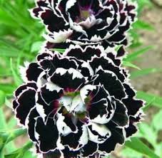 Black White Carnation Flower Seeds for Planting – Heirloom, Non-GMO, High Germination Organic Garden Seeds