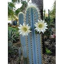 Heirloom Pilosocereus Flower Seeds for Planting – Hardy Variety, Non-GMO, High Germination Organic Garden Seeds