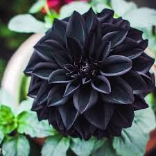 Black Dahlia Flower Seeds for Planting - Heirloom, Non-GMO, High Germination, Organic Garden Seeds