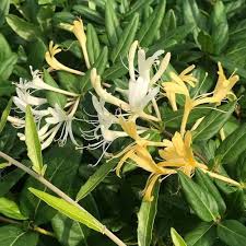 Lonicera Flower Seeds for Planting – Wildflower Mix, Heirloom, Non-GMO, High Germination Garden Seeds