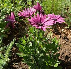 Dimorphotheca Flower Seeds – Shade Tolerant, Heirloom, Non-GMO, High Germination