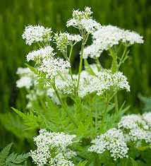 Heirloom Sweet Cicely Flower Seeds for Planting | Non-GMO, High Germination, Organic Garden Seeds