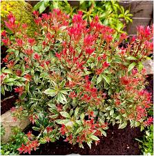 Pieris Japonica Flower Seeds for Planting - Heirloom, Non-GMO, High Germination Organic Garden Seeds