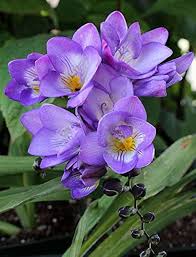 Lavender Freesia Flower Seeds for Planting | Heirloom Non-GMO High Germination Organic Garden Seeds
