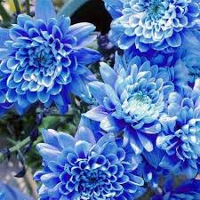 Sky Blue Chrysanthemum Flower Seeds for Planting – Heirloom, Non-GMO, High Germination Organic Garden Seeds