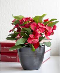 Heirloom Euphorbia Mayurnathanii Flower Seeds for Planting – Fragrant Blossoms, Non-GMO, High Germination