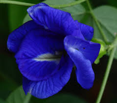 Heirloom Clitoria Ternatea Flower Seeds for Planting – Hardy Variety, Non-GMO, High Germination Organic Garden Seeds