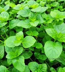 Herb Seeds,Garden seeds, Seeds For Planting,Plant Seeds