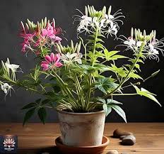 Heirloom Cleome Flower Seeds for Planting – Non-GMO, Pollinator Friendly, High Germination