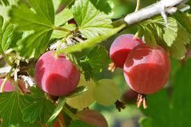Fruit Seeds,Garden seeds, Seeds For Planting,Plant Seeds