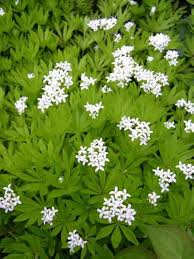 Asperula Flower Seeds – Heirloom, Non-GMO, Cottage Garden Essential
