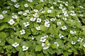 Bunchberry Flower Seeds for Planting – Shade Tolerant Heirloom Non-GMO Organic Garden Seeds