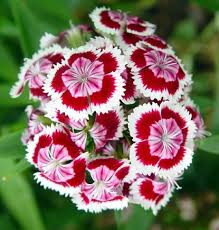 Pink White Dianthus Barbatus Flower Seeds for Planting – Vibrant Colors, Heirloom, Non-GMO, High Germination Organic Garden Seeds
