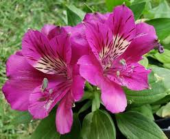 Pink Alstroemeria Flower Seeds for Planting | Vibrant Colors Heirloom Non-GMO Organic Garden Seeds