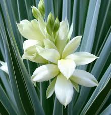 White Yucca Flower Seeds for Planting | Heirloom Non-GMO Organic Garden Seeds, High Germination