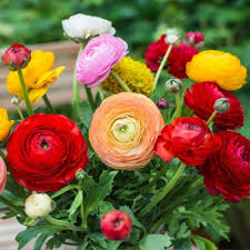 Persian Buttercup Flower Seeds for Planting – Heirloom, Non-GMO, Drought Tolerant, High Germination