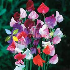 Heirloom Peas Flower Seeds for Planting | Non-GMO, High Germination, Organic Garden Seeds