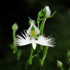 Aigrette Orchid Flower Seeds for Planting Heirloom Non-GMO High Germination Organic Garden Seeds