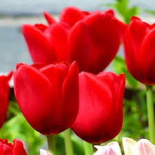 Deep Red Tulip Flower Seeds for Planting – Premium Quality Heirloom, Non-GMO, High Germination Organic Garden Seeds