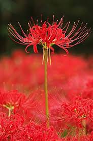 Lycoris Radiata Flower Seeds for Planting – Heirloom, Non-GMO, Shade Tolerant Organic Garden Seeds