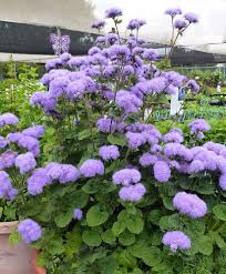 Ageratum Flower Seeds for Planting – Fragrant Blossoms, Heirloom, Non-GMO, High Germination Seeds