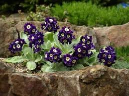 Primula Acaulis Flower Seeds for Planting – Heirloom, Non-GMO, High Germination Organic Garden Seeds