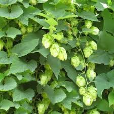 Dark Green Humulus Lupulus Flower Seeds for Planting – Heirloom, Non-GMO, High Germination Organic Garden Seeds