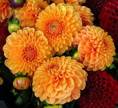 Heirloom Dahlia Flower Seeds – Non-GMO, High Germination Organic Garden Seeds