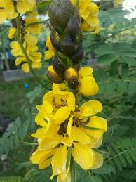 Yellow Didymobotrya Flower Seeds for Planting – Heirloom, Non-GMO, High Germination Organic Garden Seeds